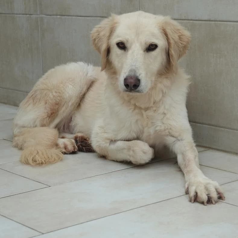 Zoe, female 7yo Mixed Breed for adoption at Name, Kassel