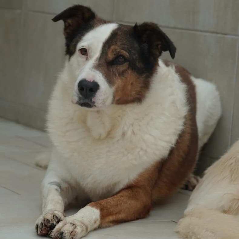 Zina - zur Zeit nicht vermittelbar, female senior Mixed Breed for adoption at Name, Kassel