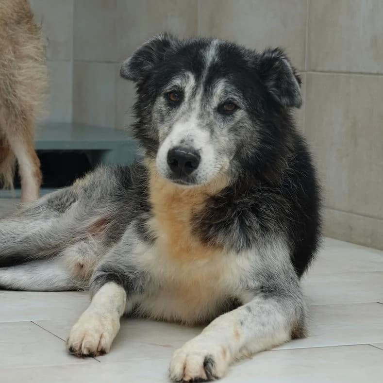 Zoro, male senior Mixed Breed for adoption at Name, Kassel