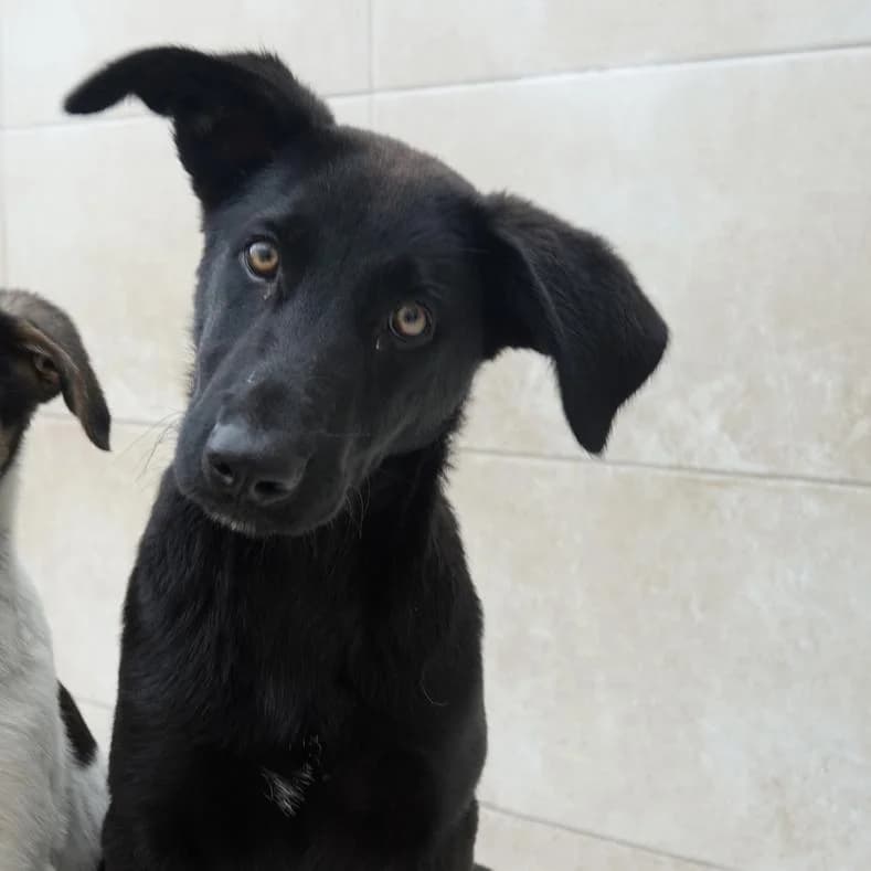 Dodo, male puppy Mixed Breed for adoption at Name, Kassel