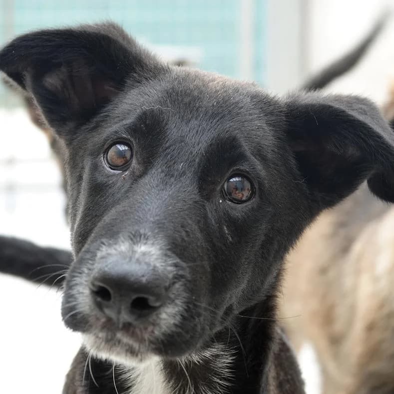 Diego, male puppy Mixed Breed for adoption at Name, Kassel