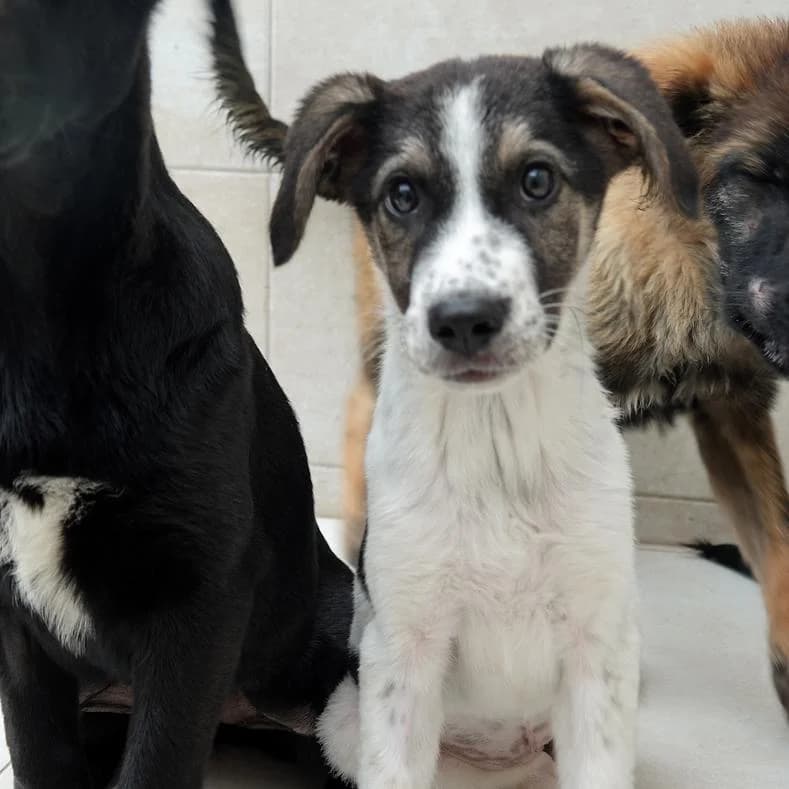 Delia, female puppy Mixed Breed for adoption at Name, Kassel