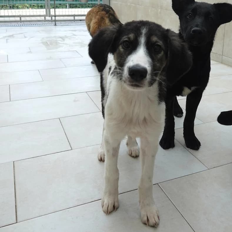 Diana, female puppy Mixed Breed for adoption at Name, Kassel