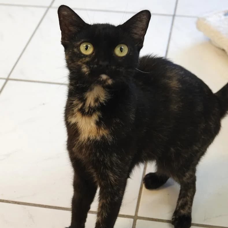 Arya, female 4yo European Shorthair for adoption at Name, Kassel