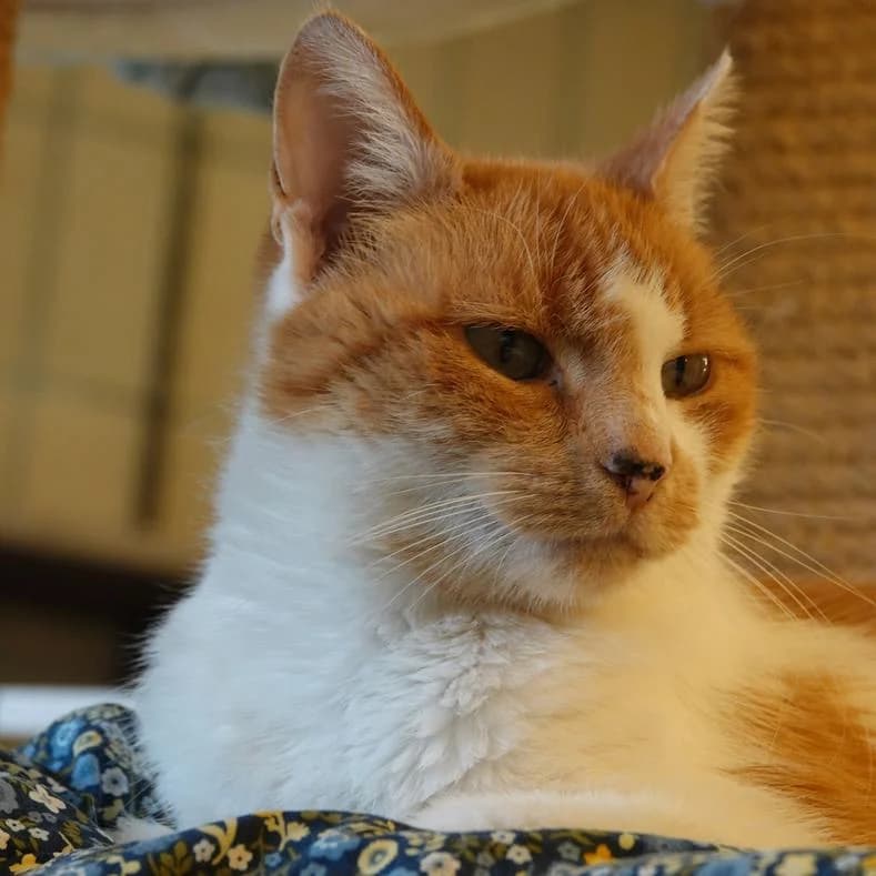 Sphinx, female 6yo European Shorthair for adoption at Name, Kassel
