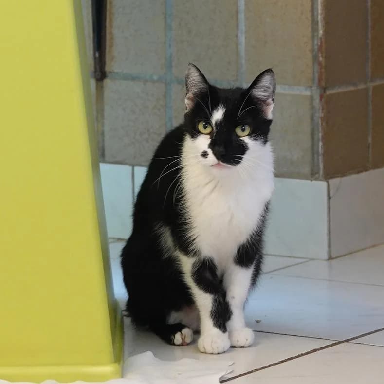 Minka, female puppy European Shorthair for adoption at Name, Kassel