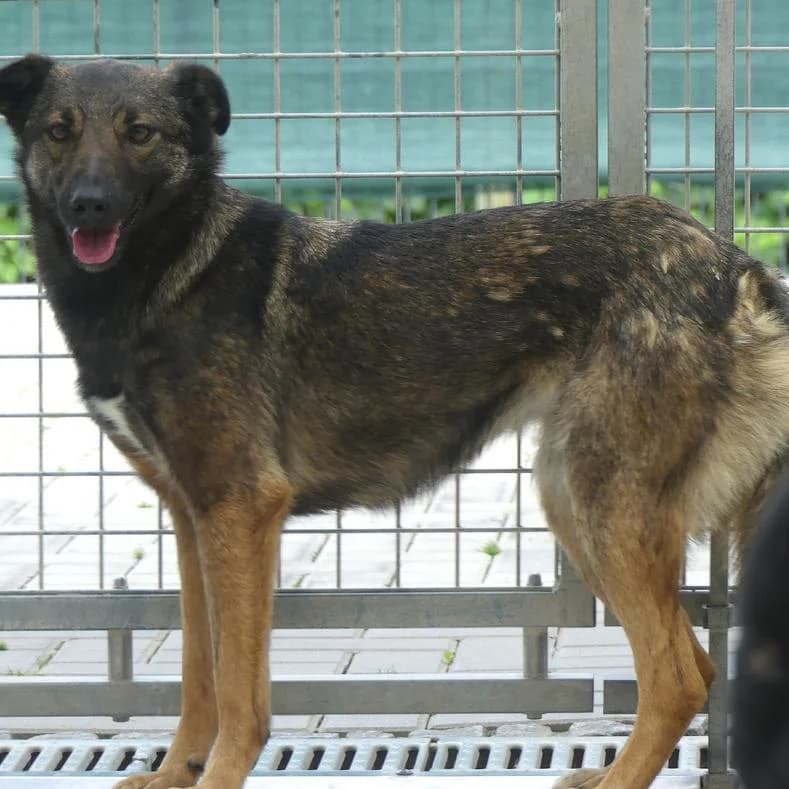 Nora, female 3yo Mixed Breed for adoption at Name, Kassel