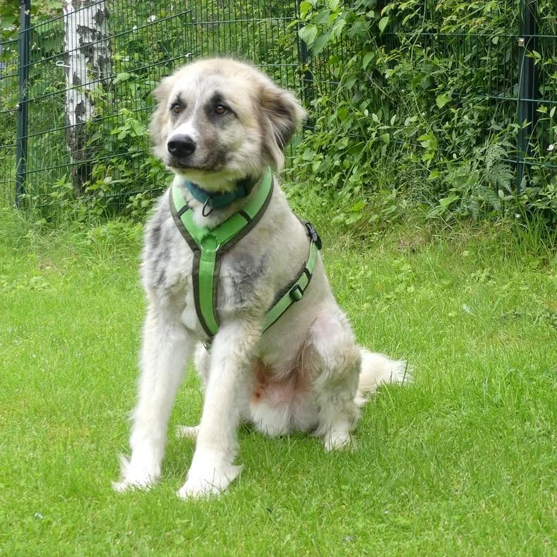 Packo (Findus), male 6yo Mixed Breed for adoption at Name, Kassel