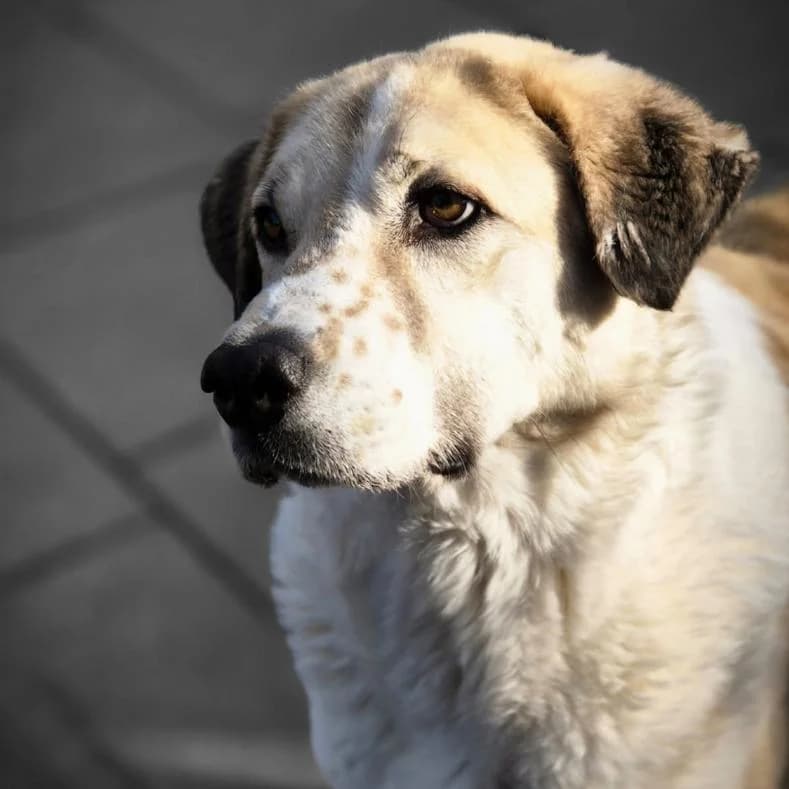 Sonia, female 5yo Mixed Breed for adoption at Name, Kassel