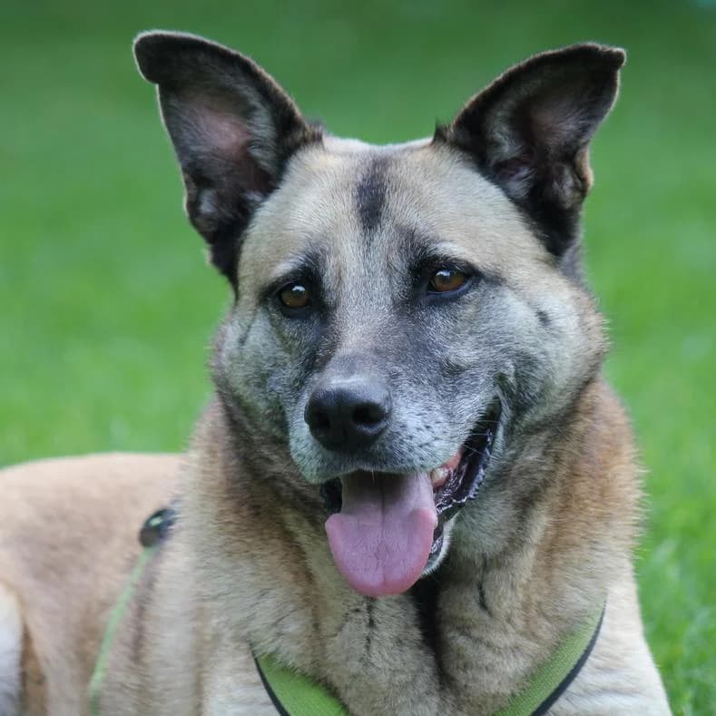 Rita, female senior Mixed Breed for adoption at Name, Kassel