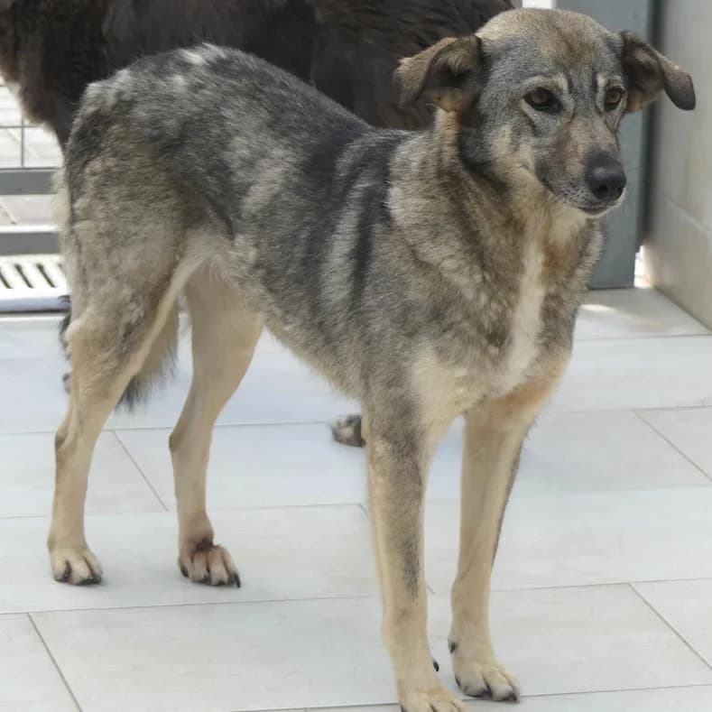 Freia, female senior Mixed Breed for adoption at Name, Kassel