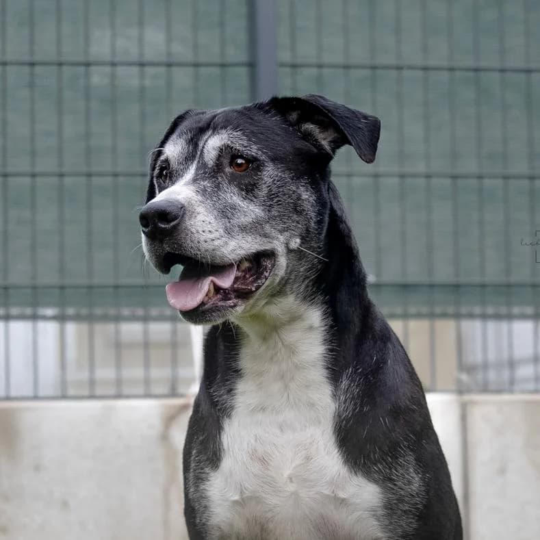 Jack, male senior Mixed Breed for adoption at Name, Kassel