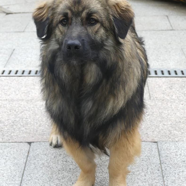 Calvin, male young Mixed Breed for adoption at Name, Kassel