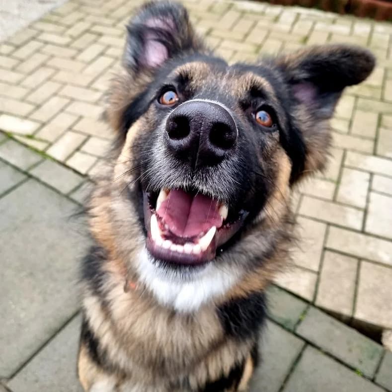Dave (Chester), male 5yo Mixed Breed for adoption at Name, Kassel