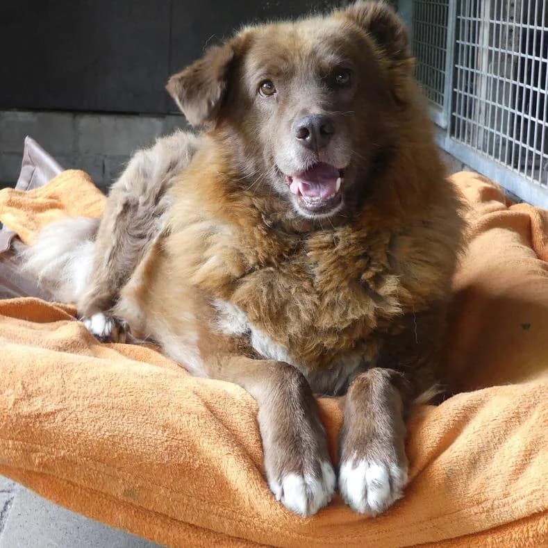 Elsy, female senior Mixed Breed for adoption at Name, Kassel
