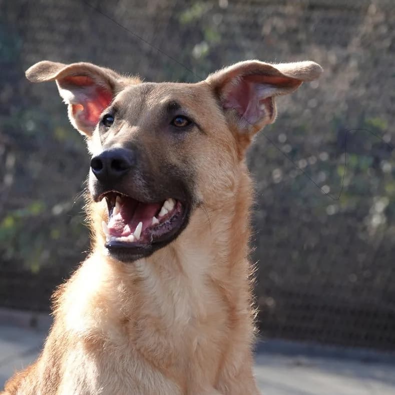 Hank, male young Mixed Breed for adoption at Name, Kassel