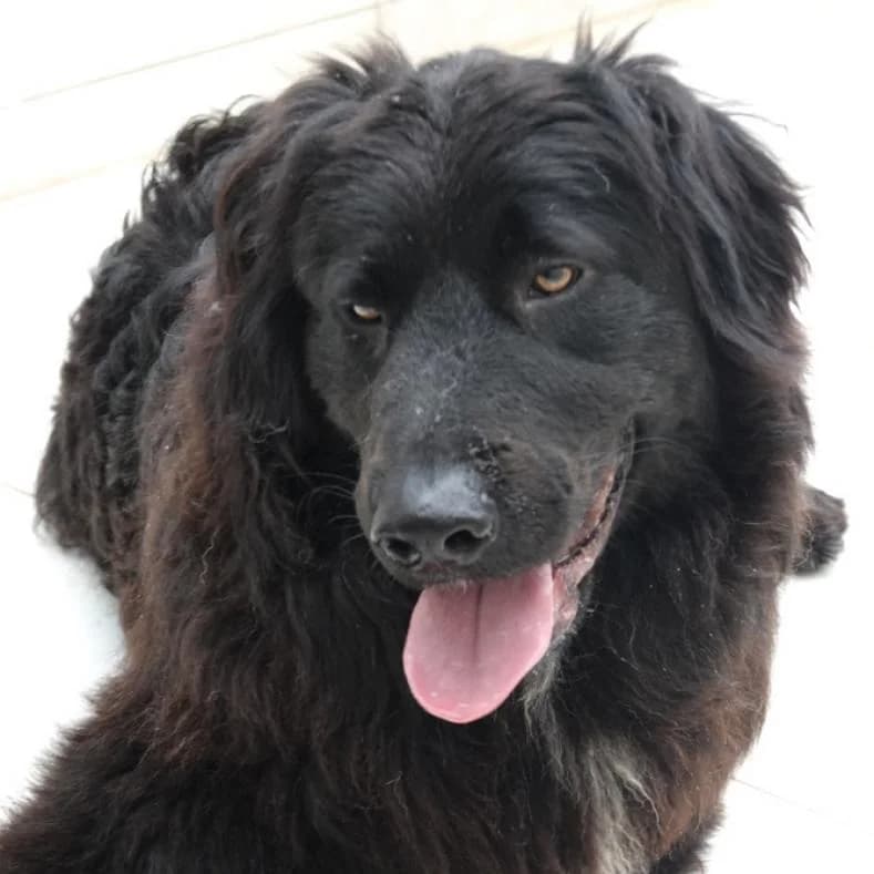 Pascar, male young Mixed Breed for adoption at Name, Kassel