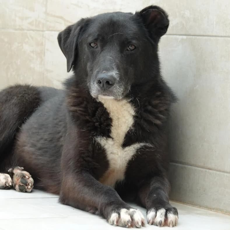 Patricia, female 7yo Mixed Breed for adoption at Name, Kassel