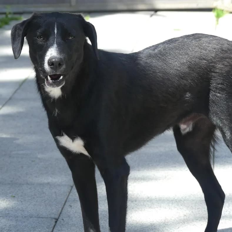 Eric, male young Mixed Breed for adoption at Name, Kassel