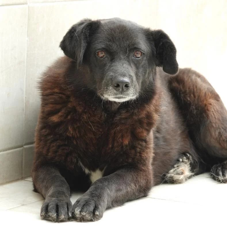 Renata, female senior Mixed Breed for adoption at Name, Kassel