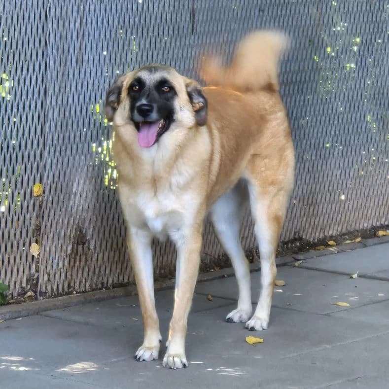 Genie, female 3yo Mixed Breed for adoption at Name, Kassel