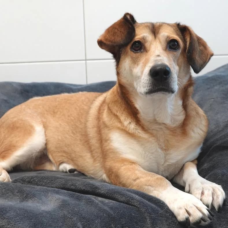Nina, Mixed Breed (Name)