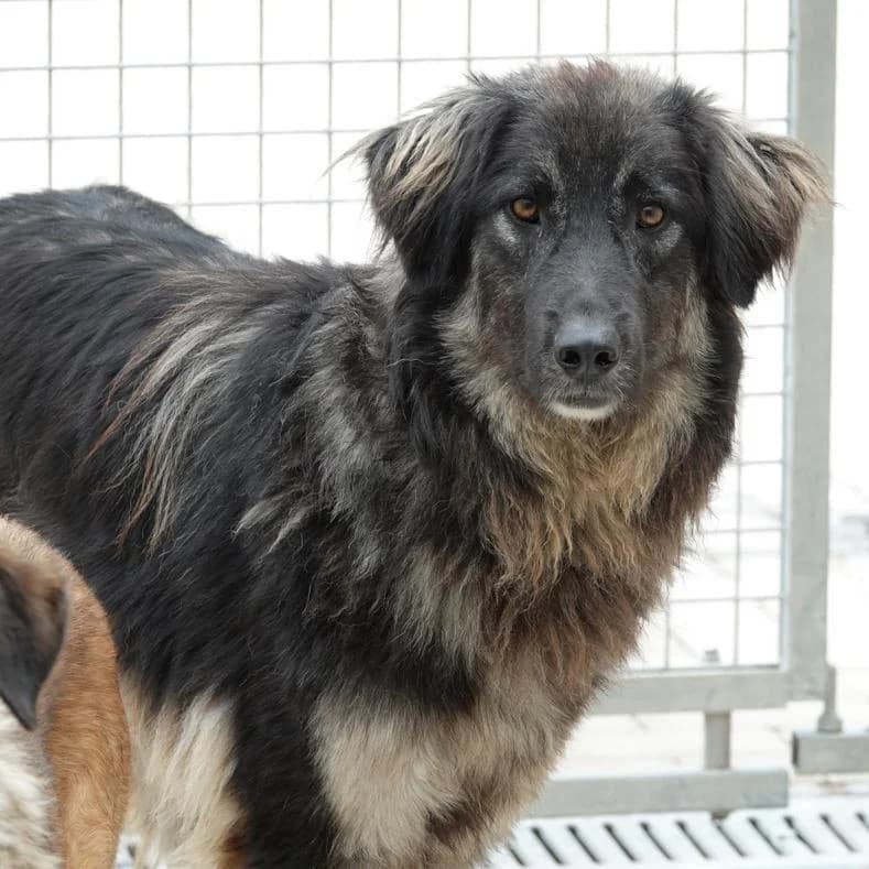 Moglie, male young Mixed Breed for adoption at Name, Kassel