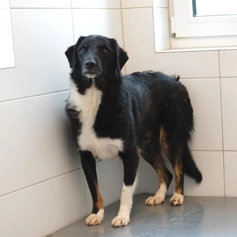 Alvin, male 3yo Mixed Breed for adoption at Name, Kassel