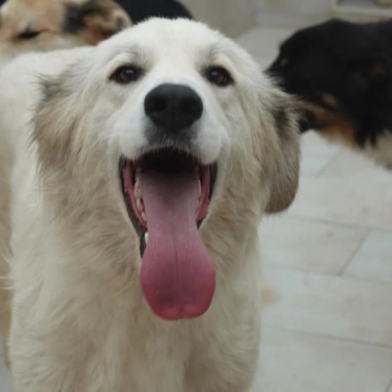 Dora, female young Mixed Breed for adoption at Name, Kassel