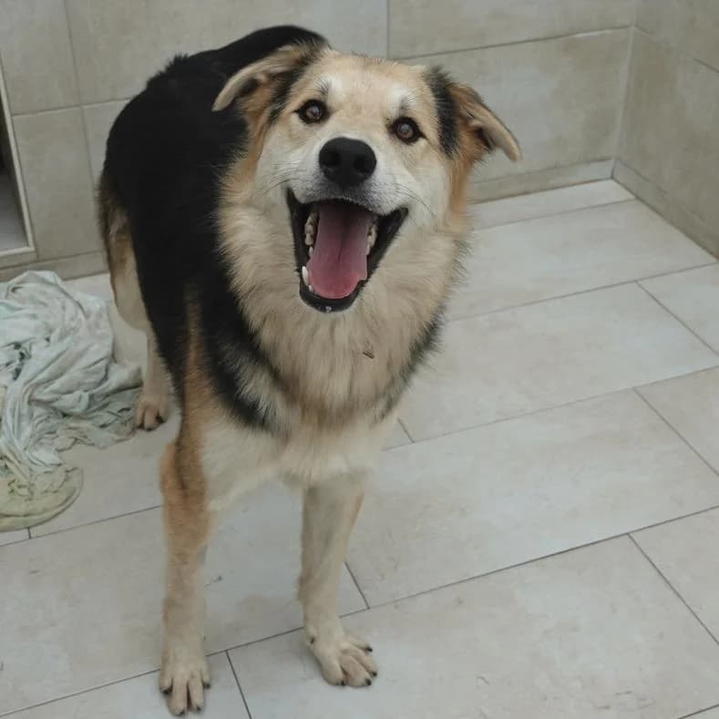 Don, male young Mixed Breed for adoption at Name, Kassel