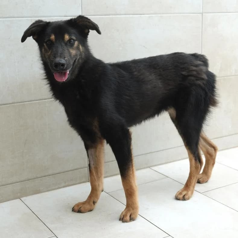 Balu, male young Mixed Breed for adoption at Name, Kassel