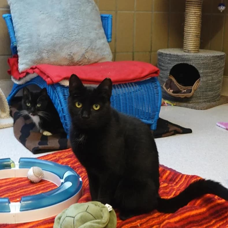 Andrina, female 3yo European Shorthair for adoption at Name, Kassel