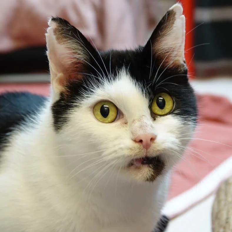 Malea, female 3yo European Shorthair for adoption at Name, Kassel
