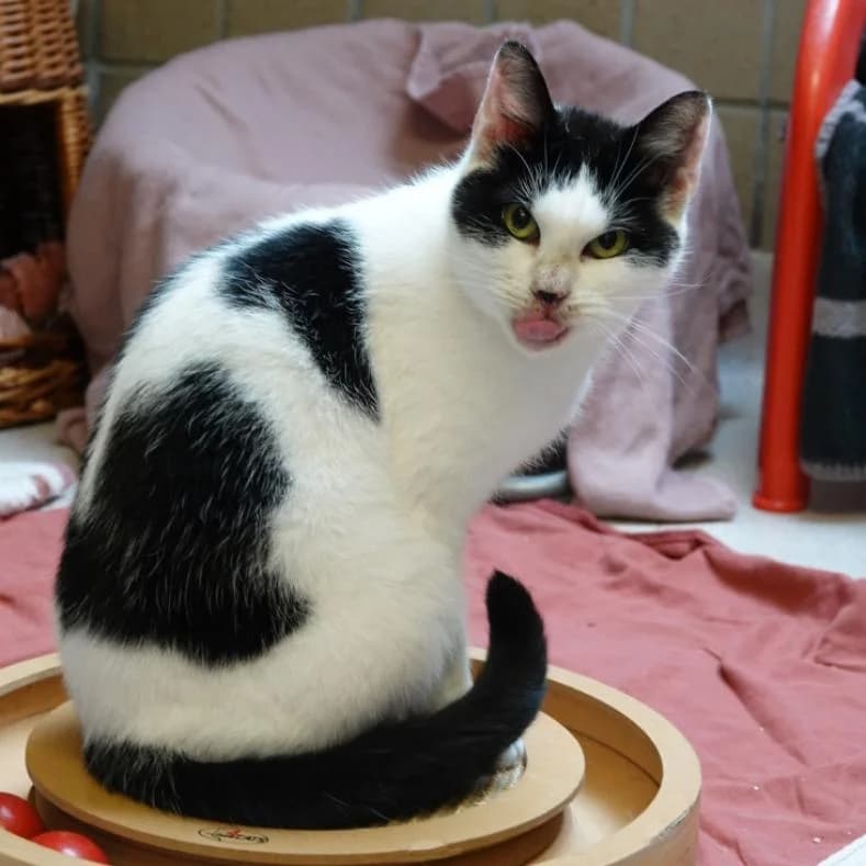 Juria, female young European Shorthair for adoption at Name, Kassel