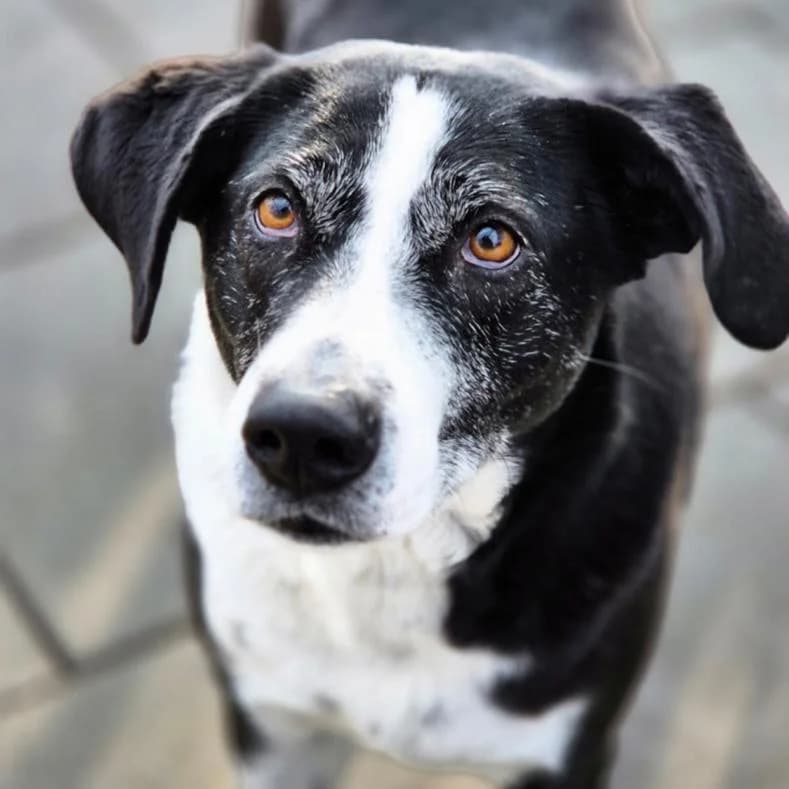 Jessie, female 6yo Mixed Breed for adoption at Name, Kassel