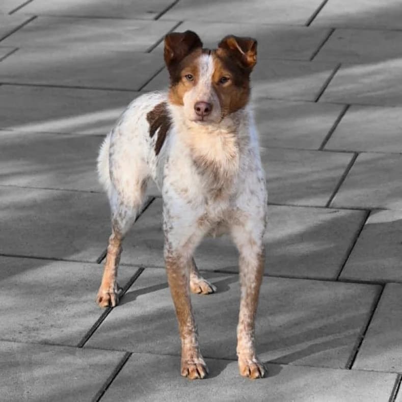 Kan, male senior Mixed Breed for adoption at Name, Kassel