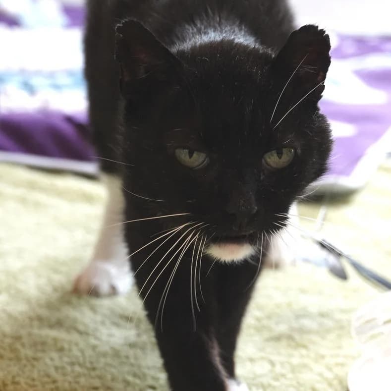 Karasu, male senior European Shorthair for adoption at Name, Kassel