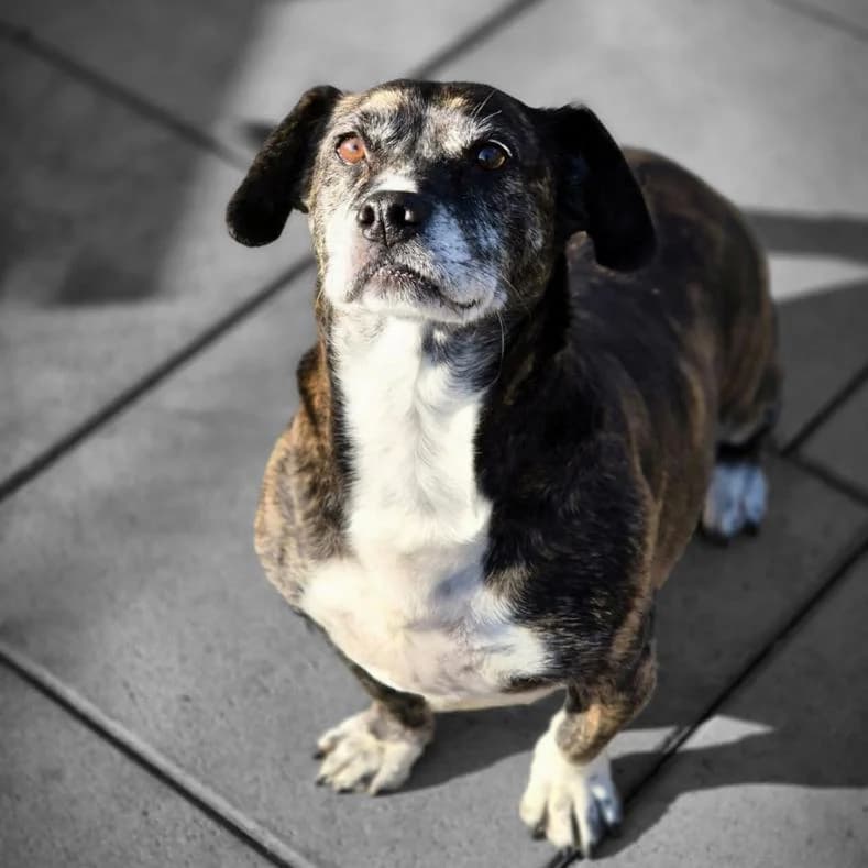 Kim, female senior Dachshund for adoption at Name, Kassel