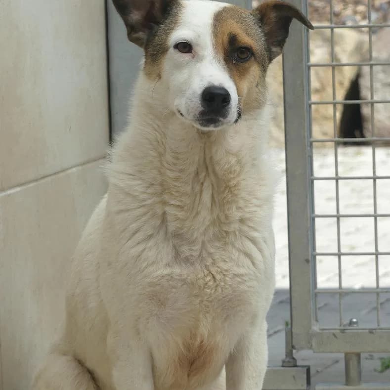 Lili, female 3yo Mixed Breed for adoption at Name, Kassel