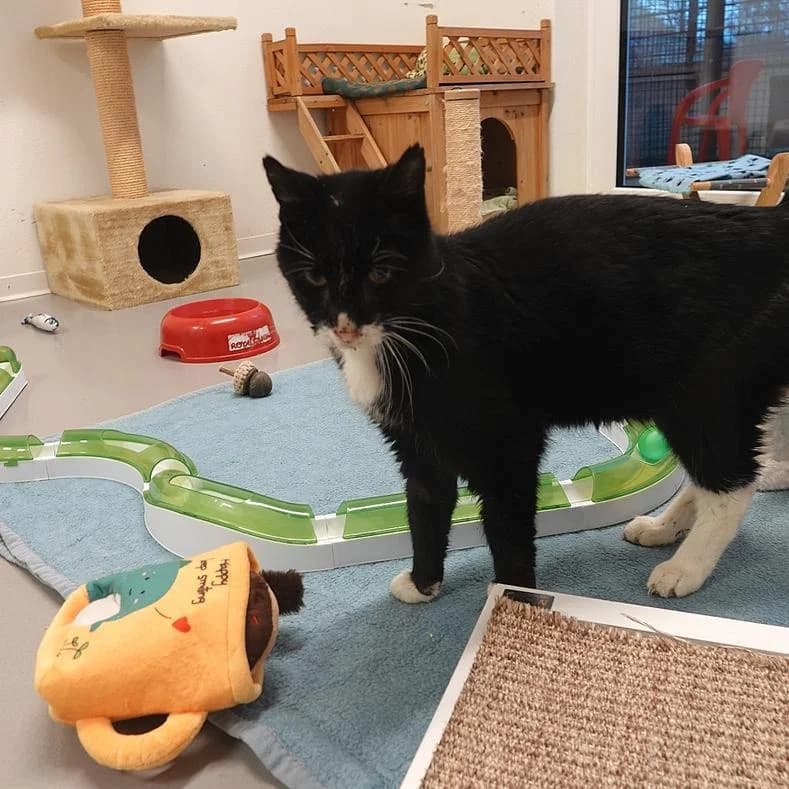 Teddy, male 3yo European Shorthair for adoption at Name, Kassel