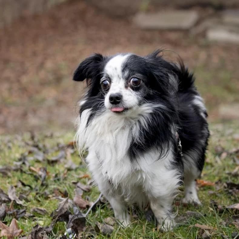 Wasabi, male 6yo Chihuahua for adoption at Name, Kassel