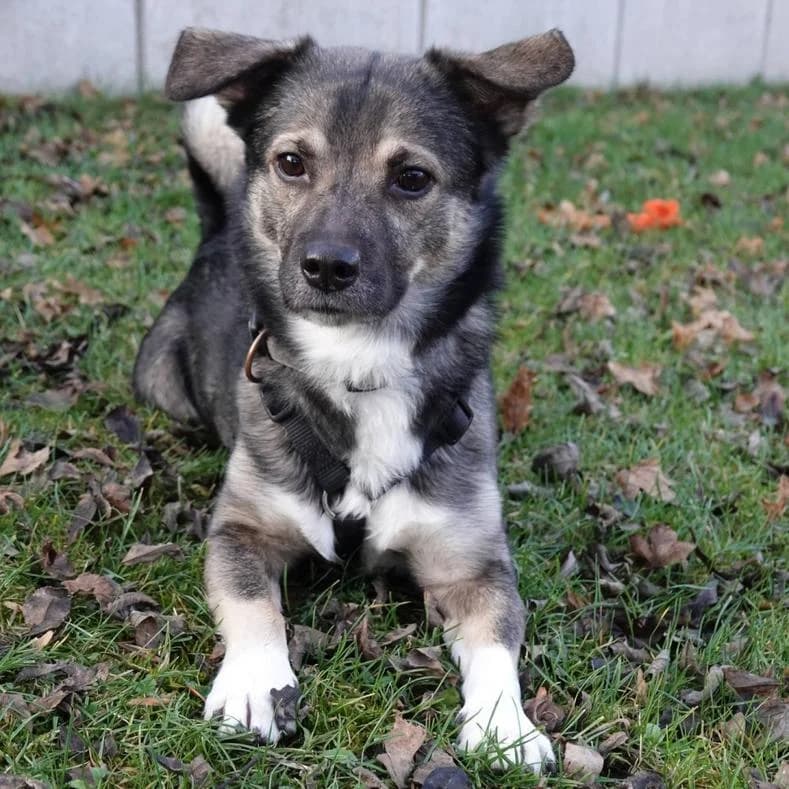 Herkules, male 5yo Mixed Breed for adoption at Name, Kassel