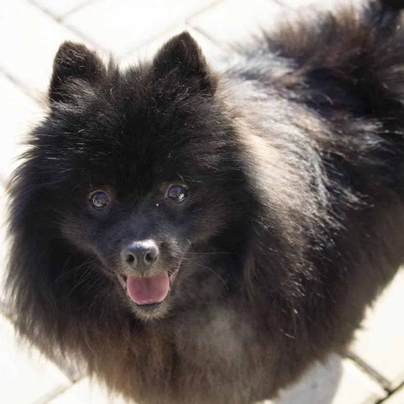 Horsti, male senior Pomeranian for adoption at Name, Kassel