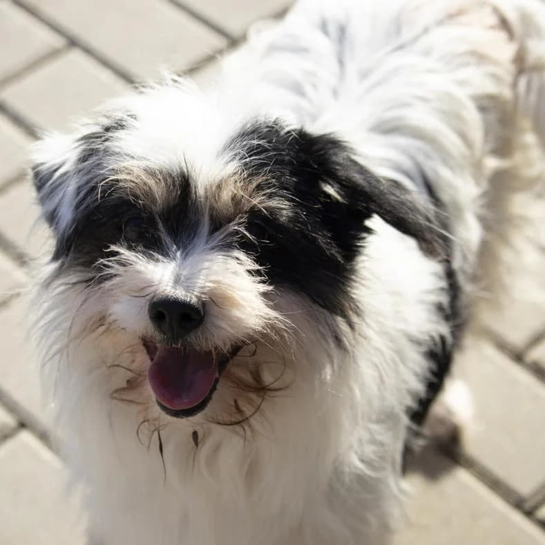 Gisi, female 7yo mixed breed for adoption at Name, Kassel