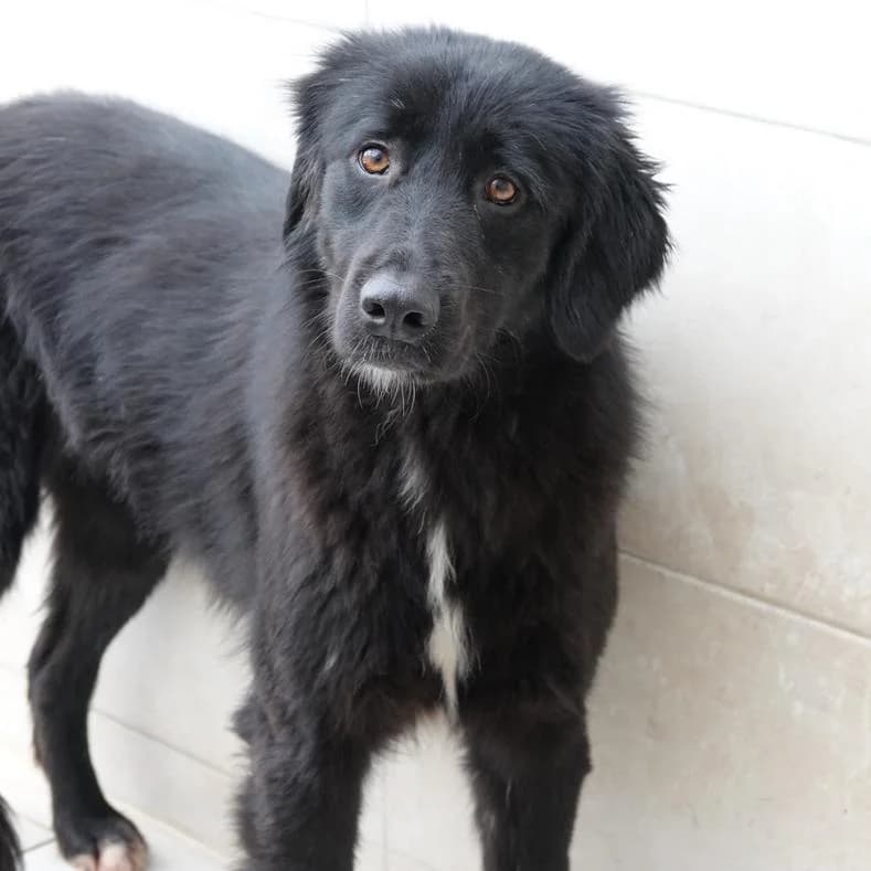 Sonia, female 3yo Mixed Breed for adoption at Name, Kassel