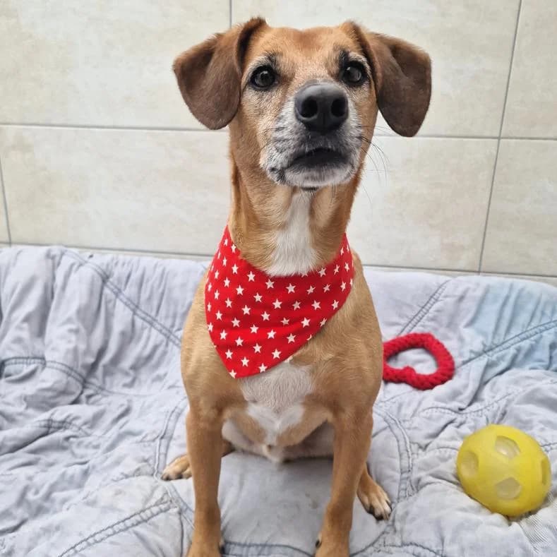 Nero/ Mel, male 7yo Mixed Breed for adoption at Name, Kassel