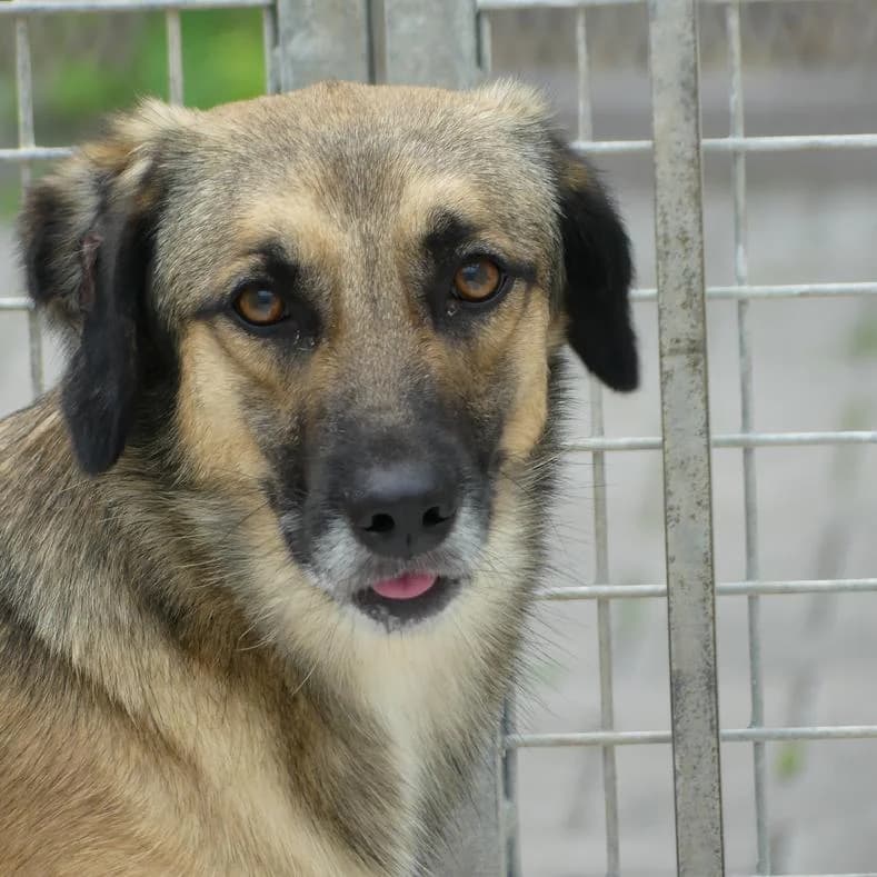 Nick, male 3yo Mixed Breed for adoption at Name, Kassel