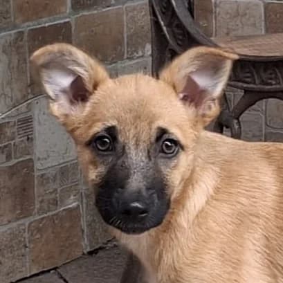 Elli, female puppy Mixed Breed for adoption at Welpenwaisenhaus NRW e.V., Nettersheim
