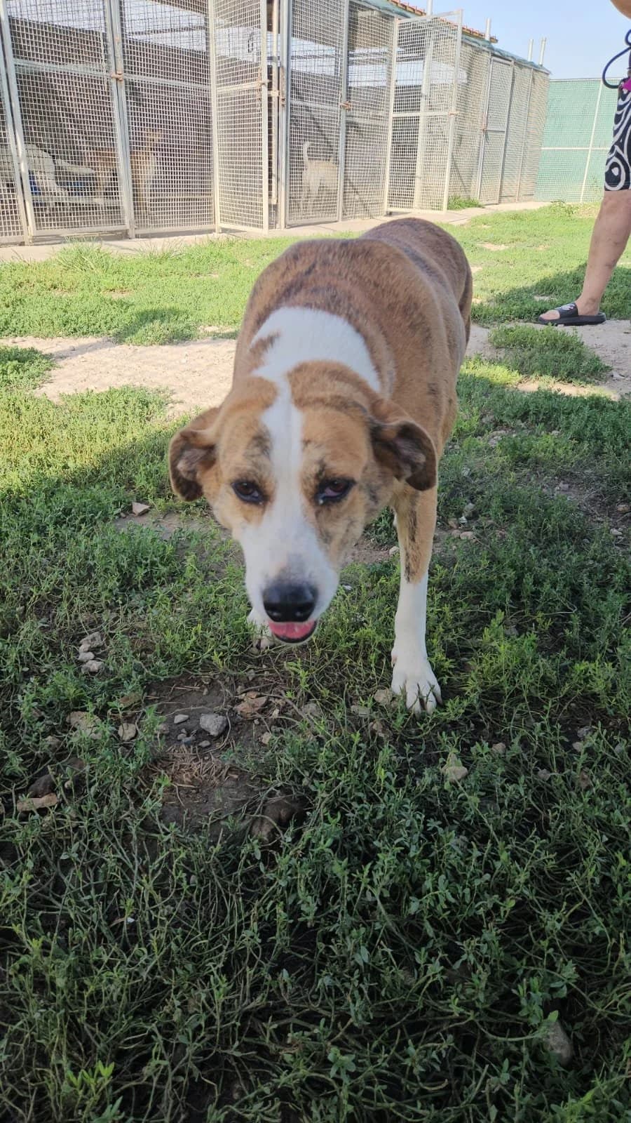 LEA,  5yo Mixed Breed for adoption at Why Not Association gUG