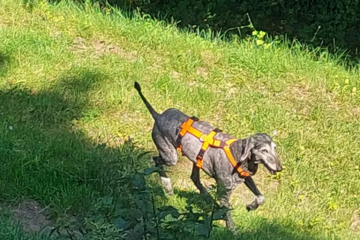 Enshu, female senior mixed breed for adoption at Windhunde in Not, Österreich